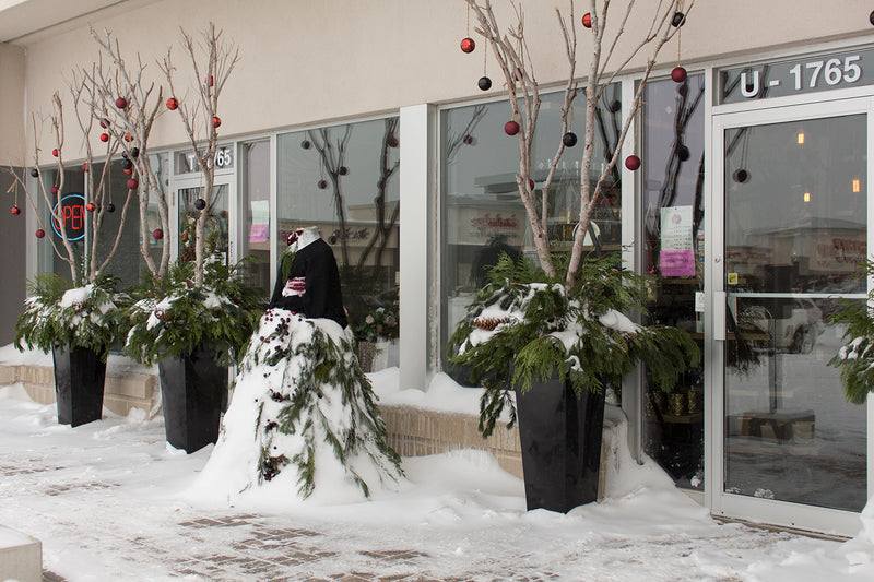 Festive Outdoor Plants!