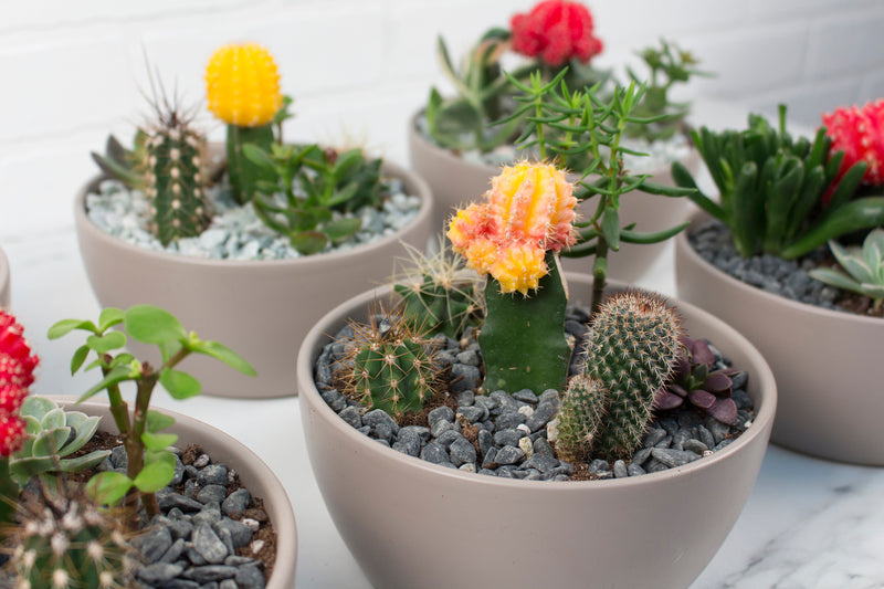 Colourful Cacti!