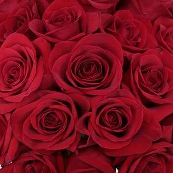 2 Dozen Roses in a vase_Red_Flower Arrangement_Floral Fixx Design Studio_The Floral Fixx