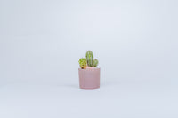 Small Cactus Planter
