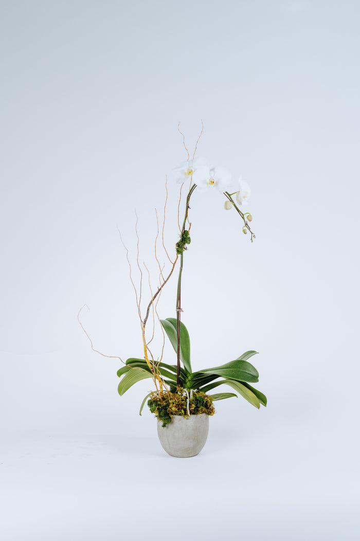 Deluxe Potted Orchid