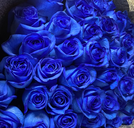 1 Dozen Rose Bouquet