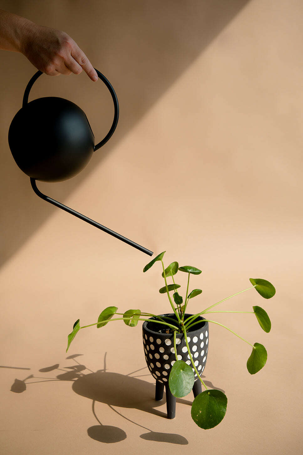 12 Month Plants Subscription The Floral Fixx