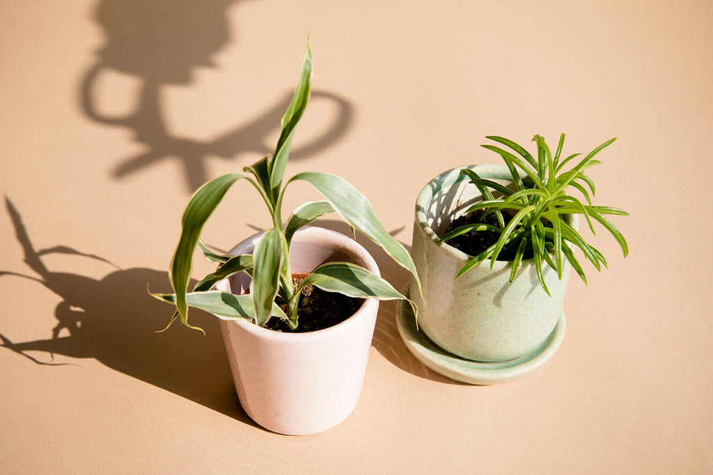 12 Month Plants Subscription The Floral Fixx