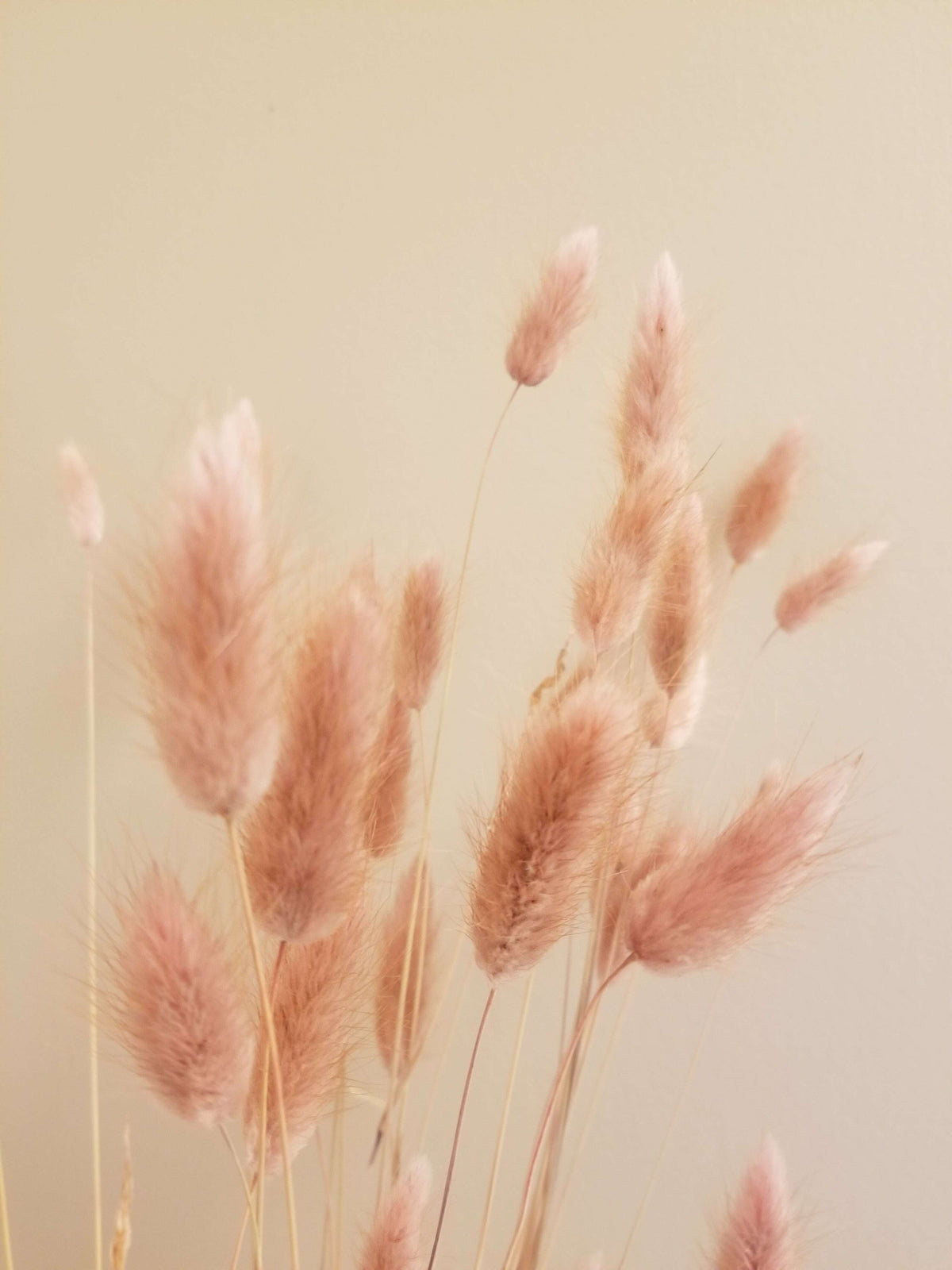 Rose Quartz Bunny Tails_Dried flowers_The Floral Fixx_The Floral Fixx