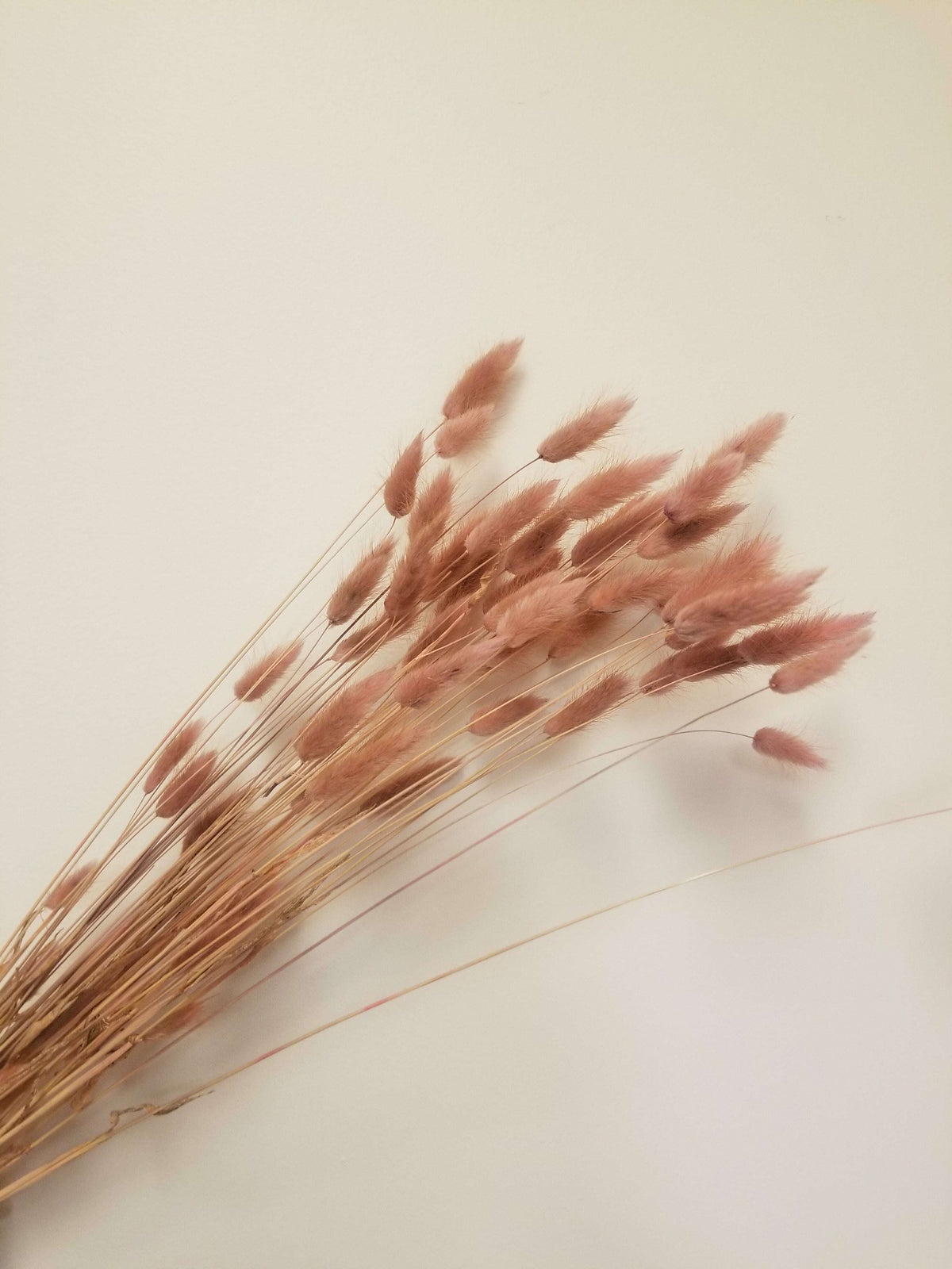 Rose Quartz Bunny Tails_Dried flowers_The Floral Fixx_The Floral Fixx