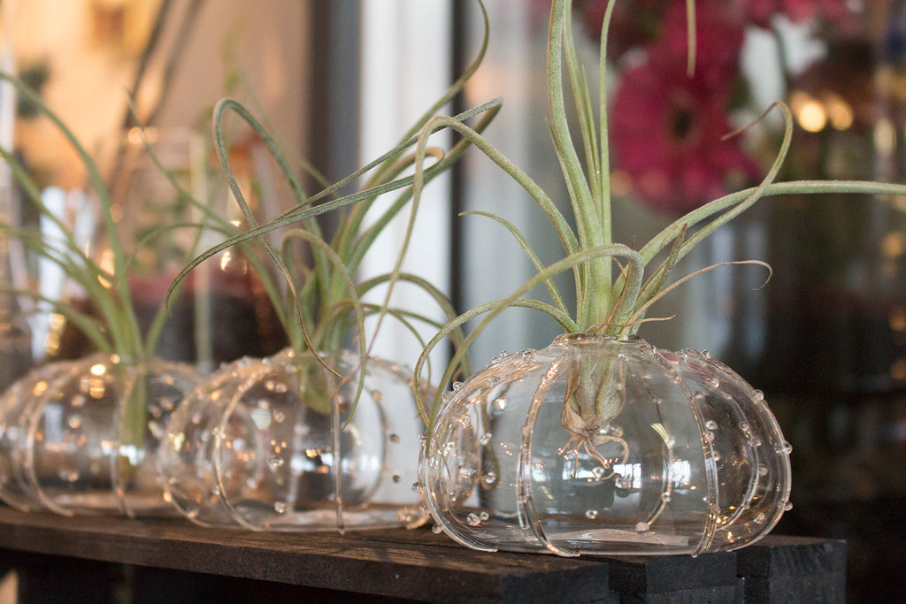 5 Ways To Use Your Tillandsia