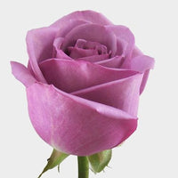 1 Dozen Roses in a Vase