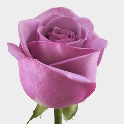 1 Dozen Roses in a Vase