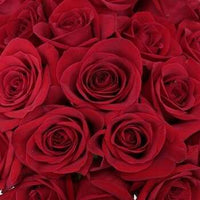 1 Dozen Rose Bouquet_Red_Flower Arrangement_Floral Fixx Design Studio_The Floral Fixx