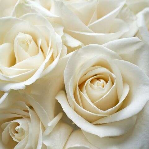 1 Dozen Rose Bouquet_White_Flower Arrangement_Floral Fixx Design Studio_The Floral Fixx