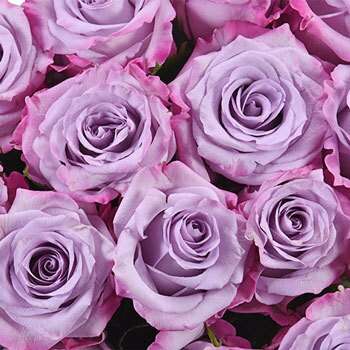 1 Dozen Rose Bouquet_Lavender_Flower Arrangement_Floral Fixx Design Studio_The Floral Fixx