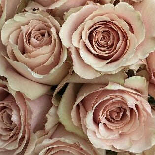 1 Dozen Rose Bouquet_Light Pink_Flower Arrangement_Floral Fixx Design Studio_The Floral Fixx