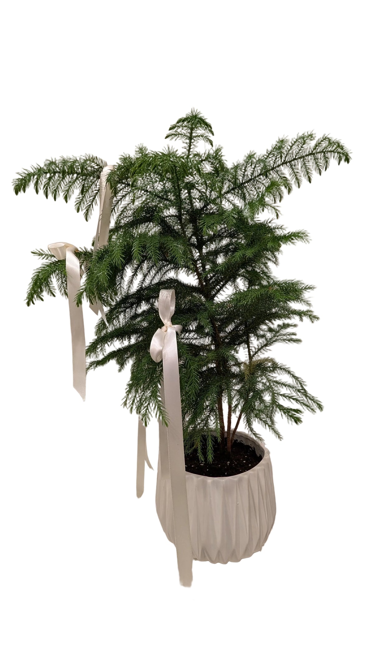 Norfolk  Pine