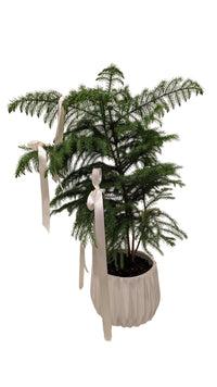 Norfolk  Pine