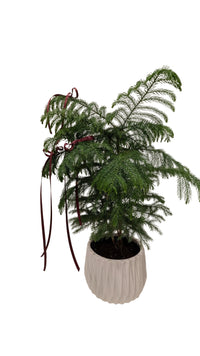 Norfolk  Pine