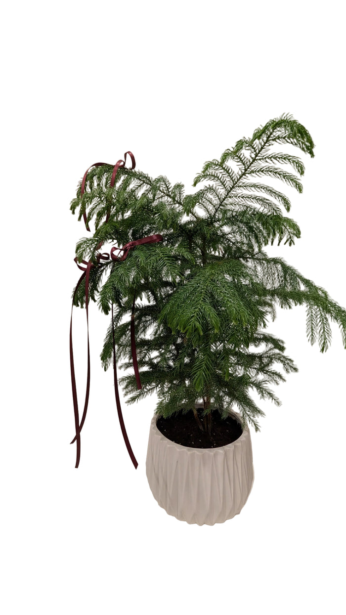 Norfolk  Pine