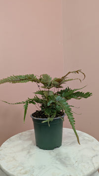Autumn Fern