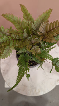 Autumn Fern