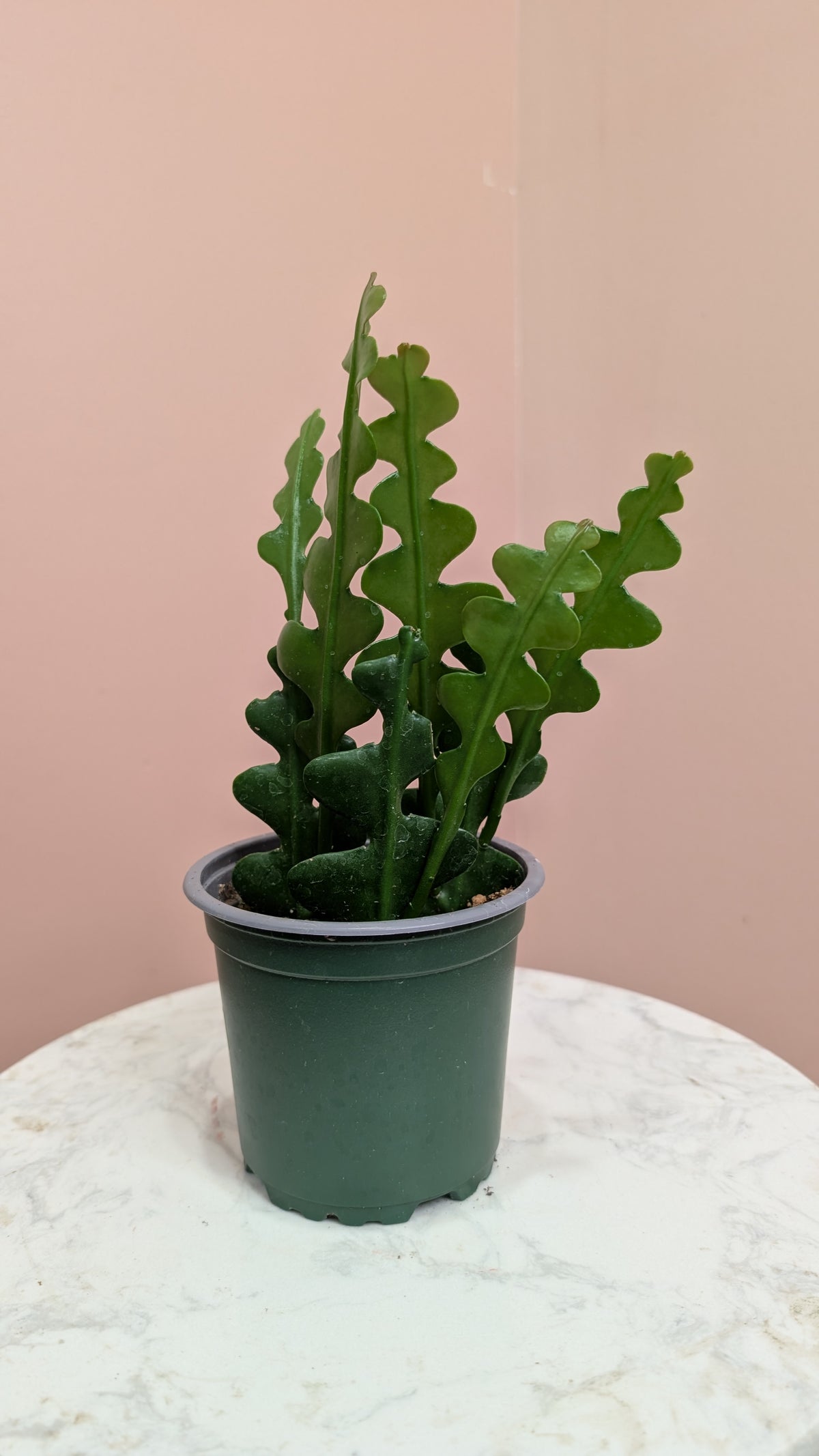 Fishbone Cactus