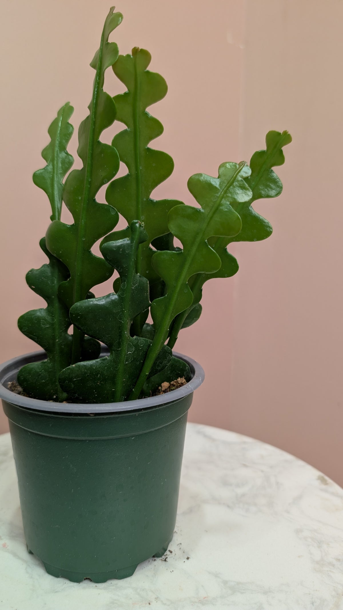 Fishbone Cactus