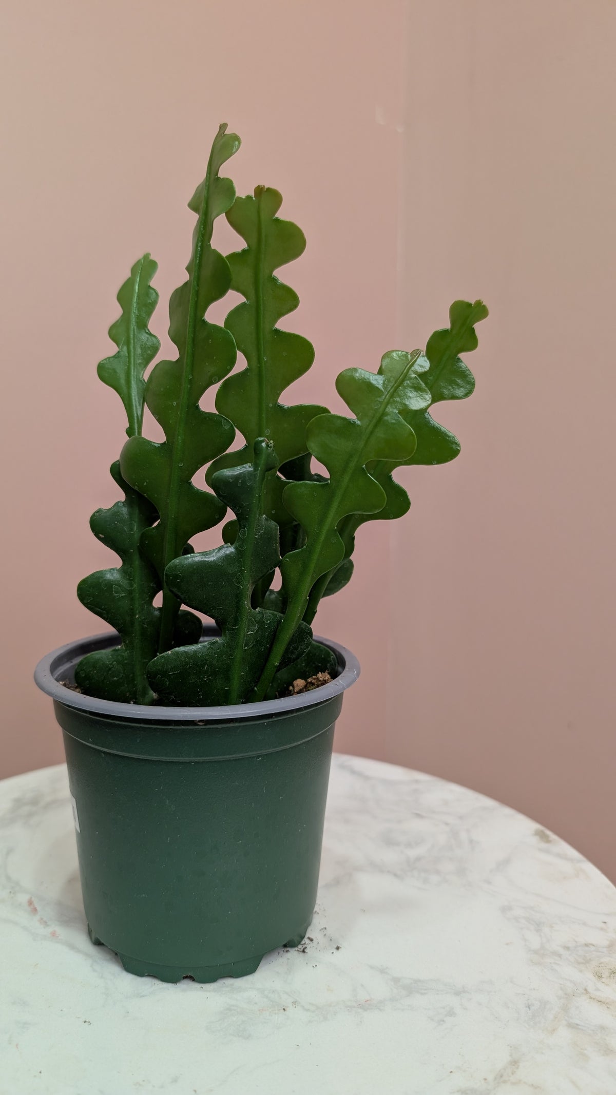 Fishbone Cactus