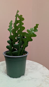 Fishbone Cactus