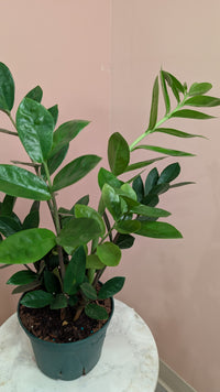 Zamioculca