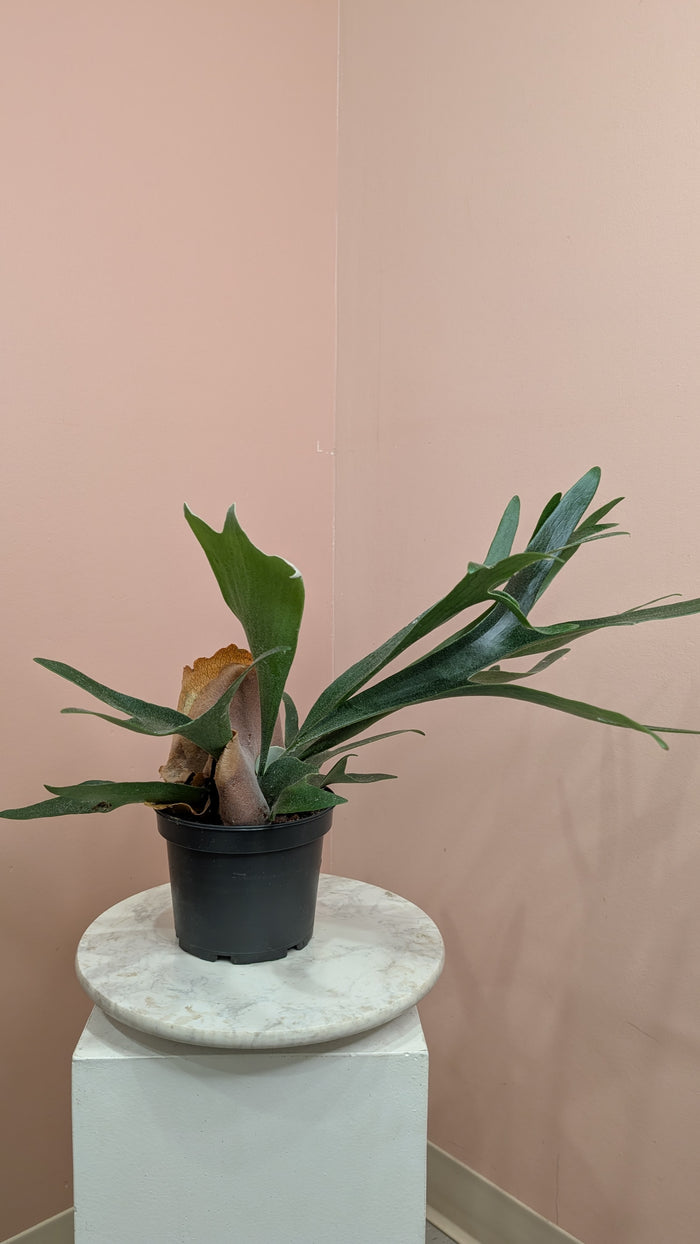 Staghorn
