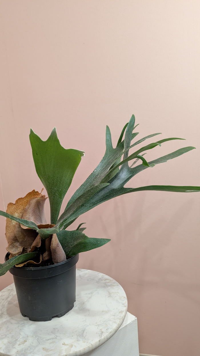 Staghorn