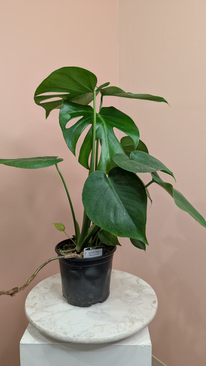 Monstera Deliciosa