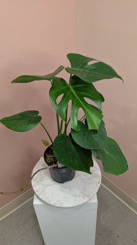 Monstera Deliciosa