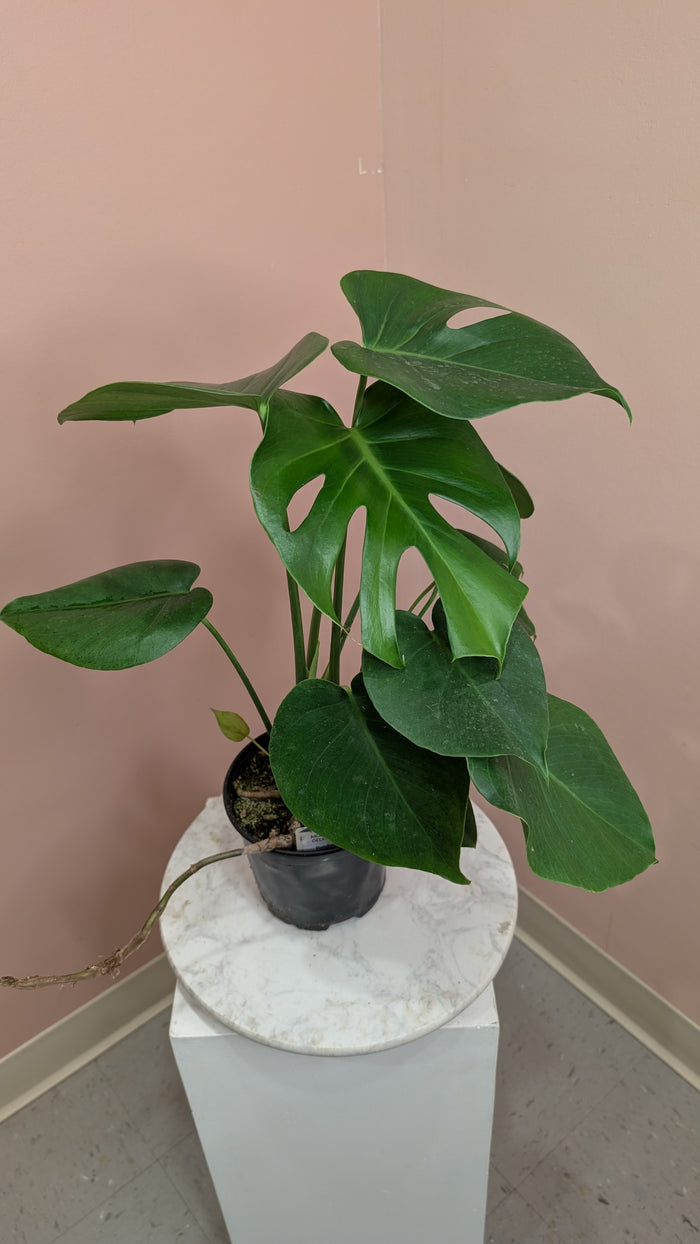 Monstera Deliciosa