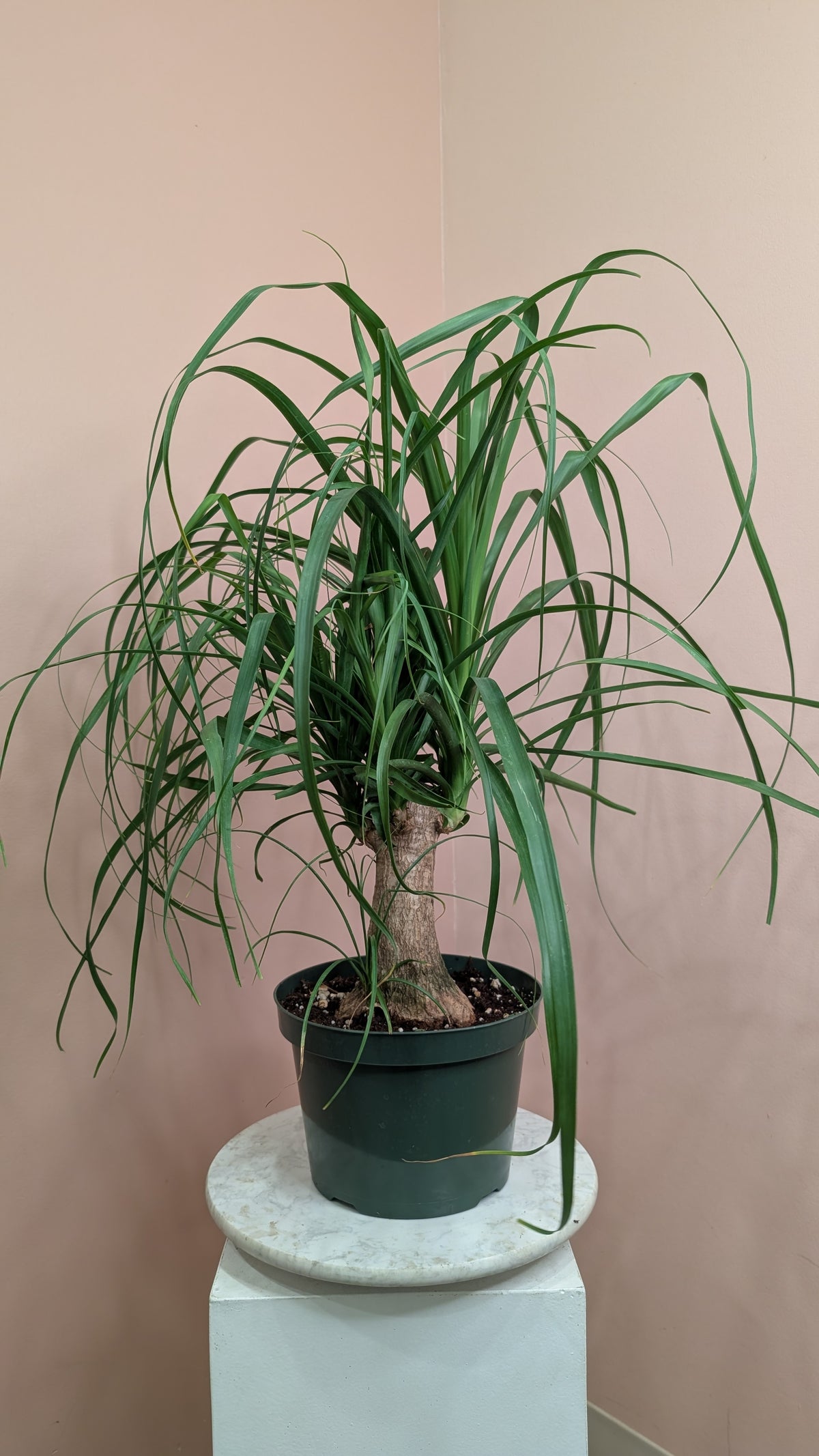 Ponytail Palm