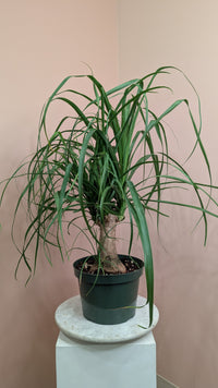 Ponytail Palm
