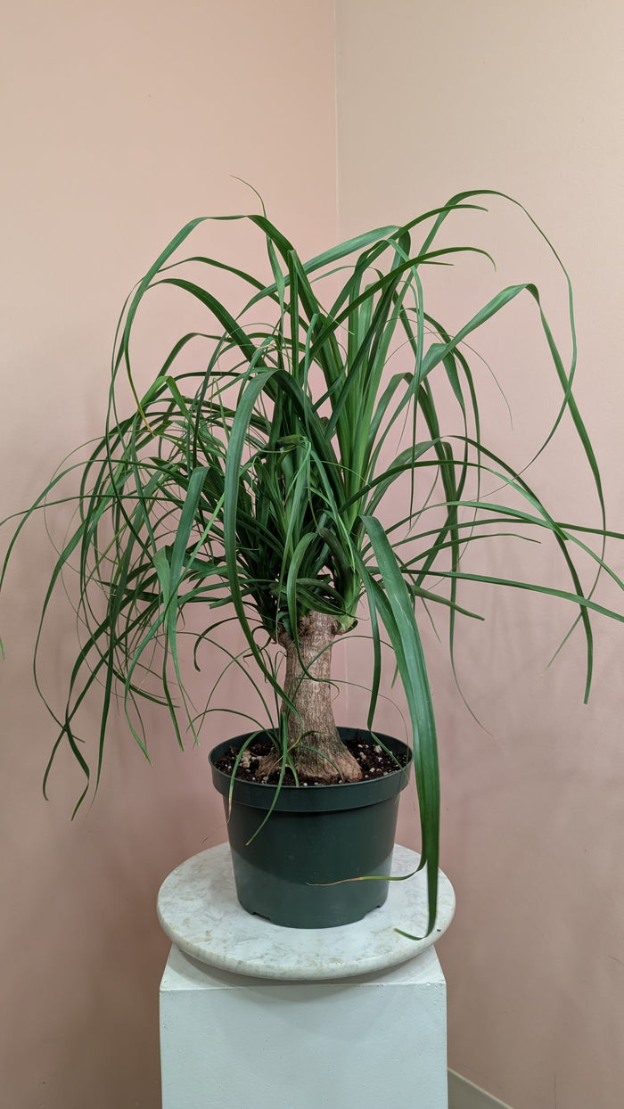 Ponytail Palm