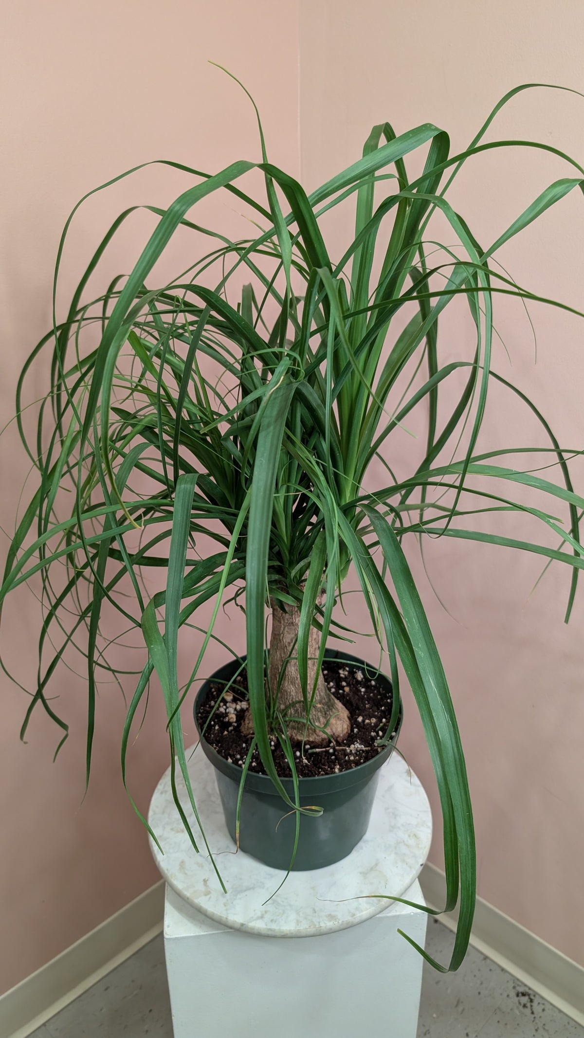 Ponytail Palm