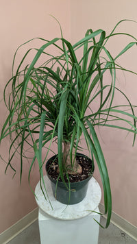 Ponytail Palm