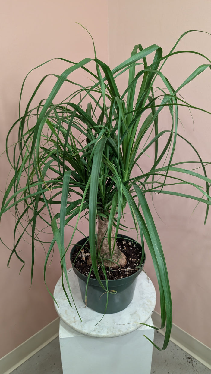 Ponytail Palm