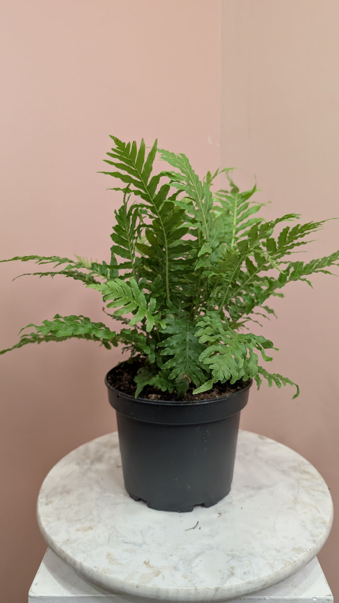 Silver Lady Fern