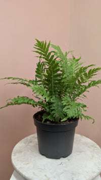Silver Lady Fern