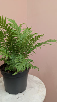 Silver Lady Fern