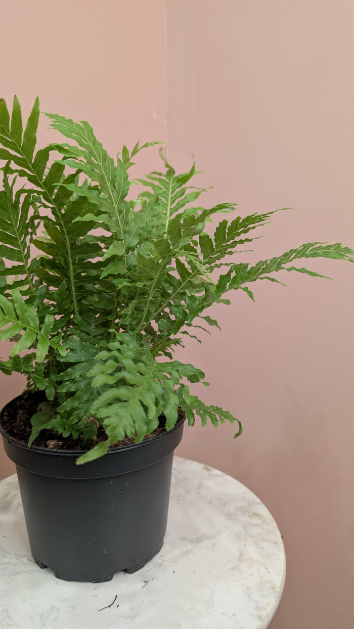 Silver Lady Fern