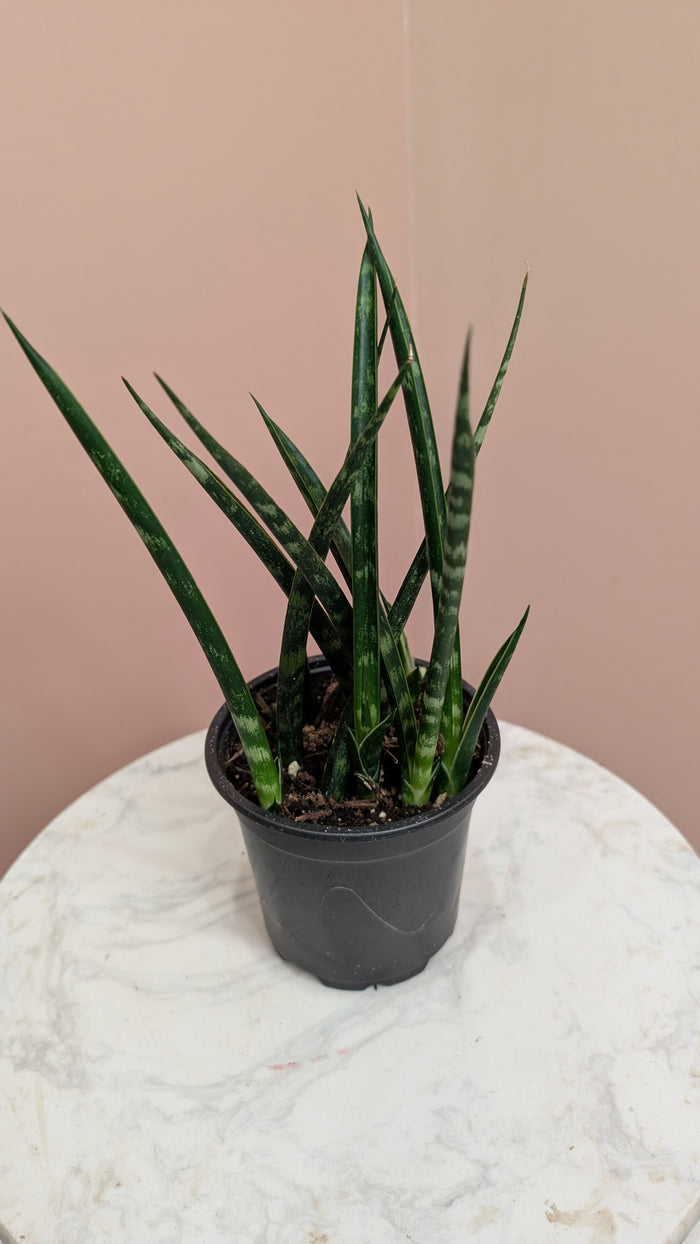 Sansevieria Hyacinthoides (Snake Plant)