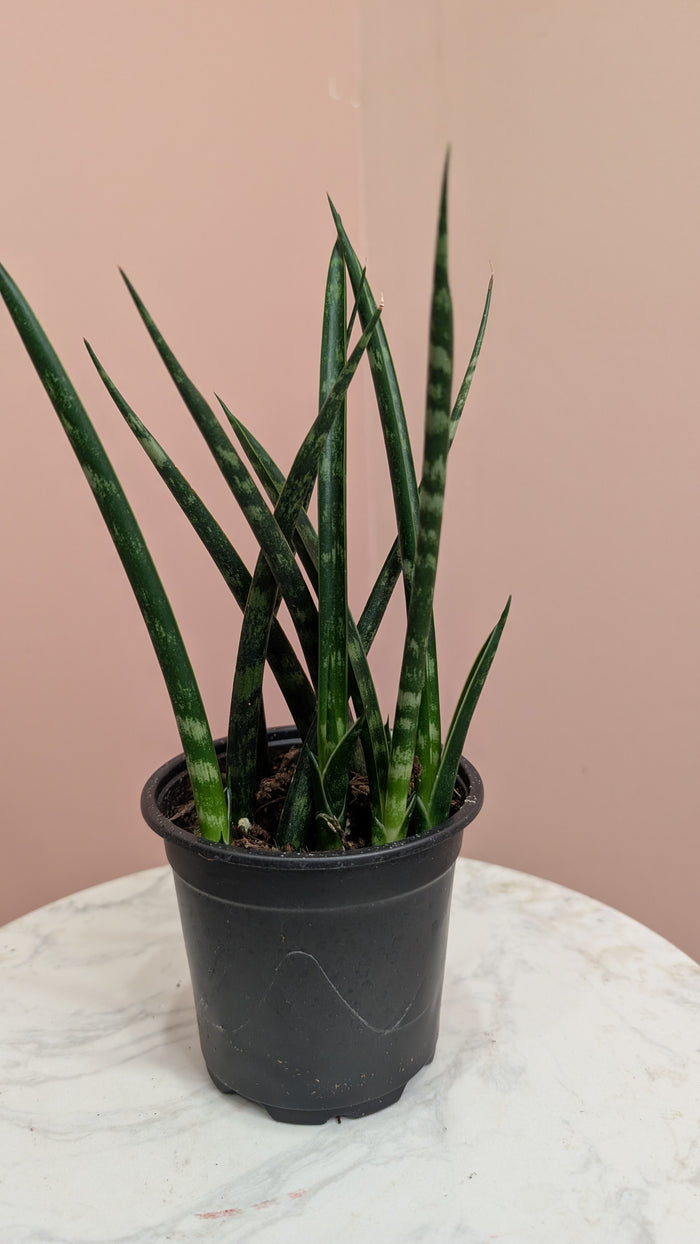 Sansevieria Hyacinthoides (Snake Plant)