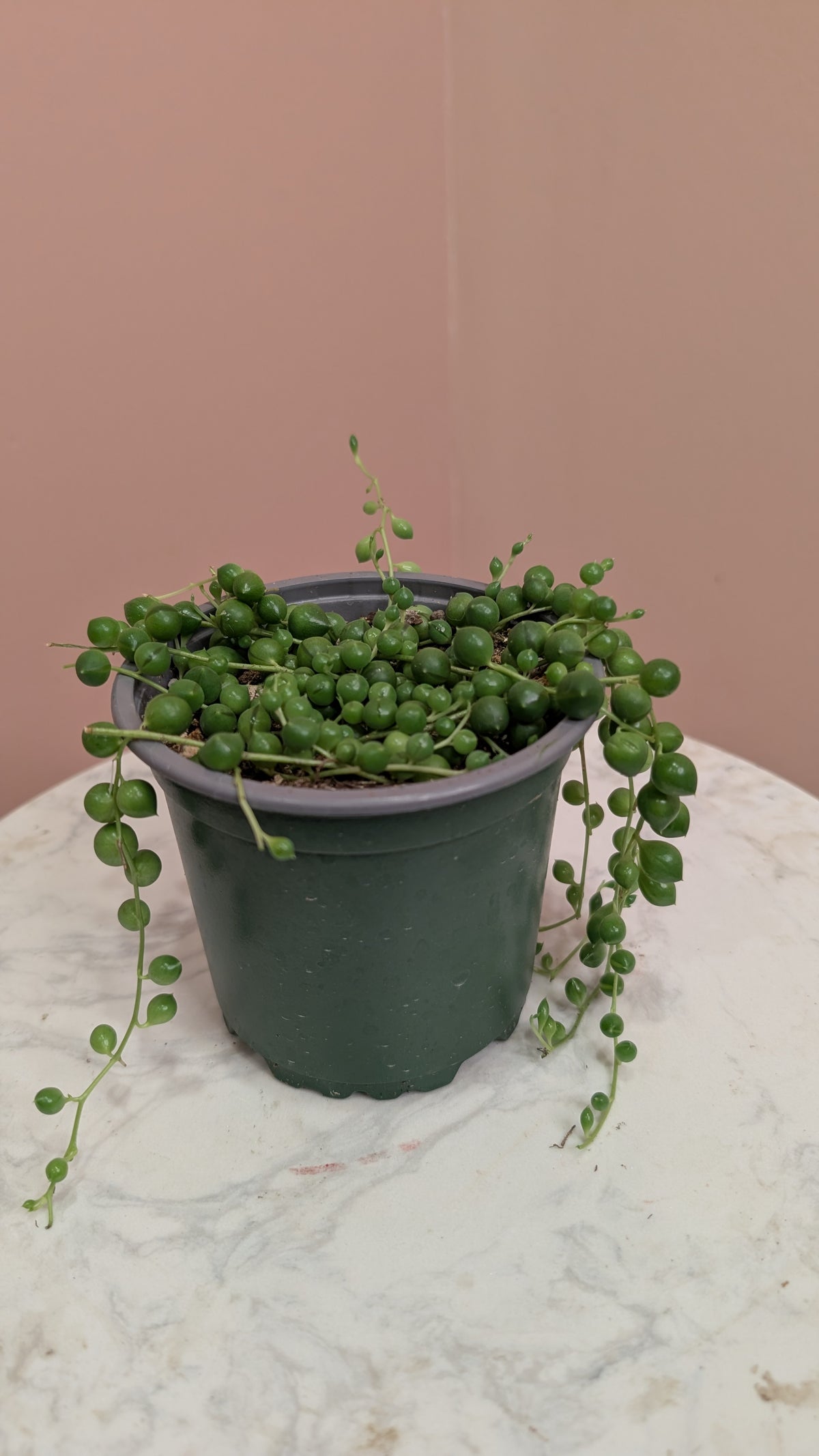 String of Pearls