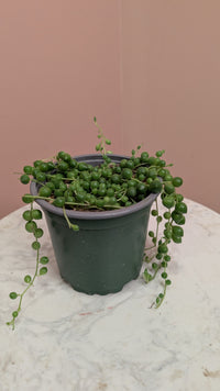 String of Pearls