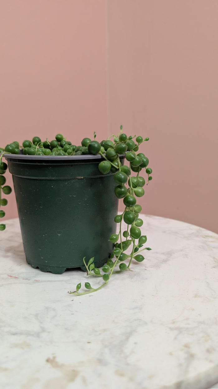 String of Pearls