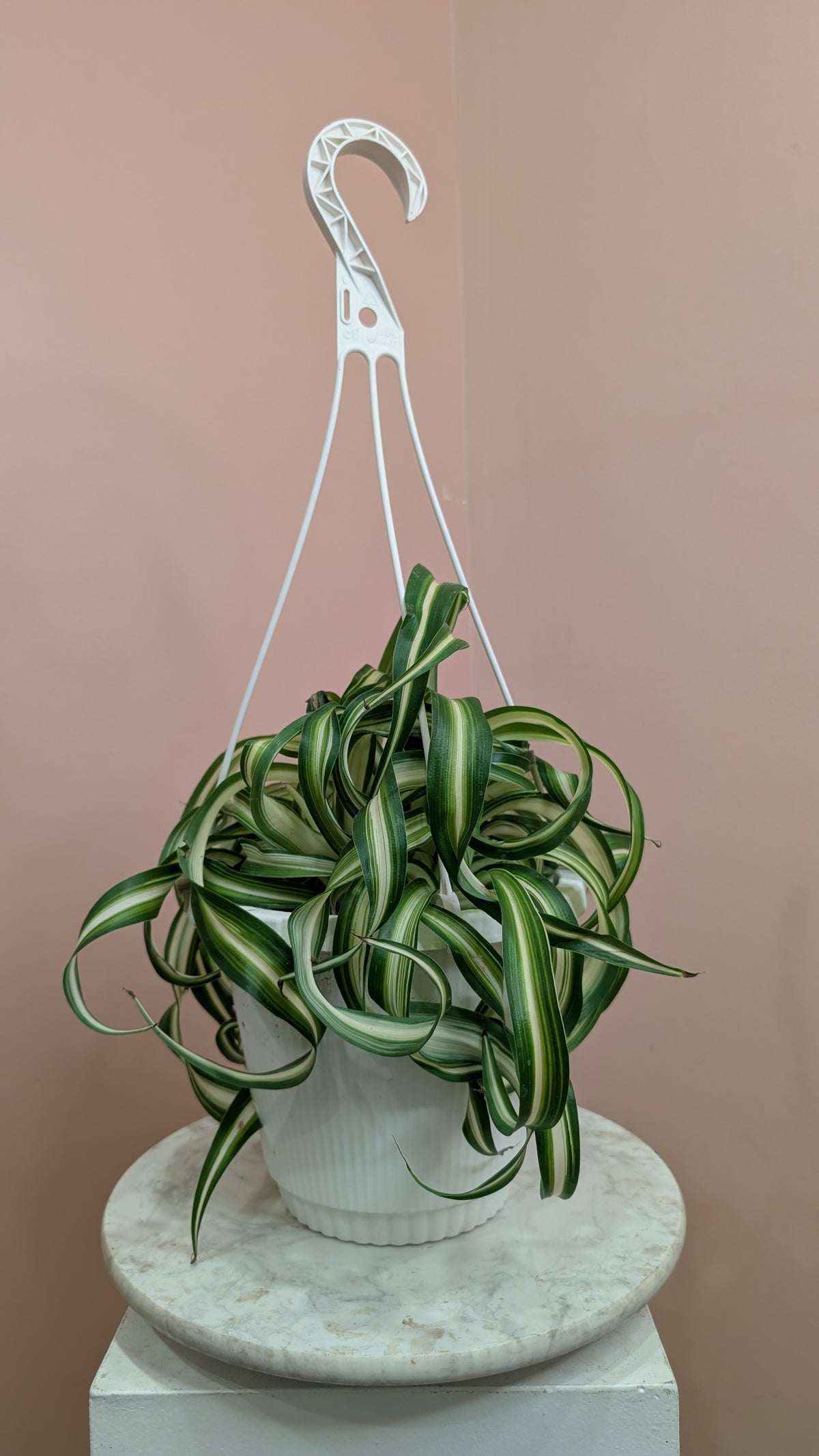 Spider Plant