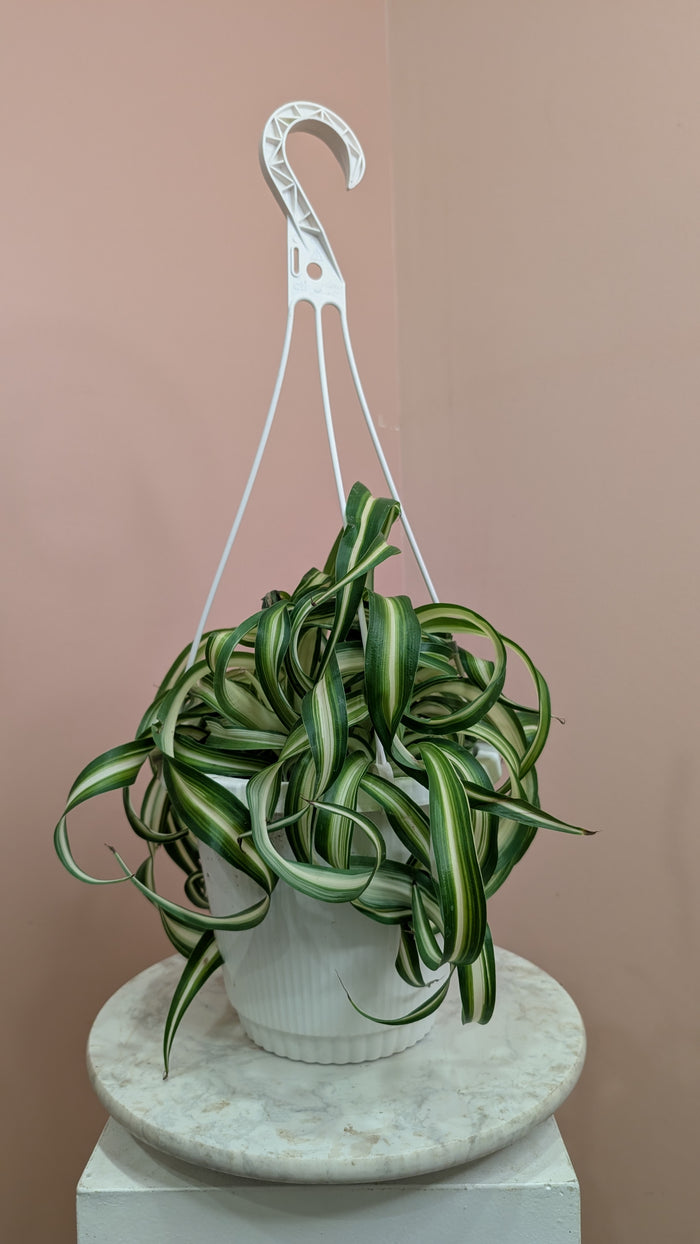 Spider Plant